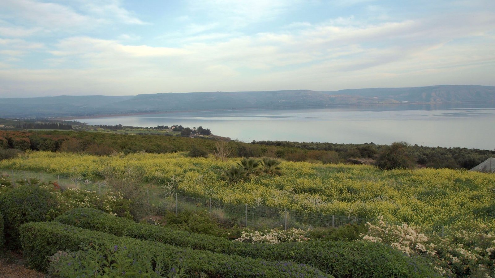 O mar da Galileia visto do Monte das Bem-Aventuranças, com um campo de flores amarelas em primeiro plano.